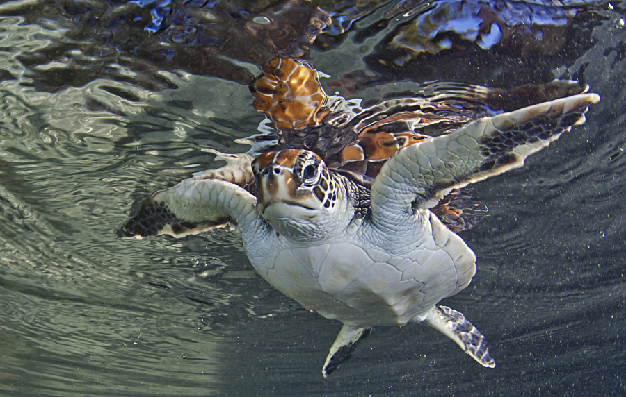 Tortue verte Chelonia mydas, exemple de grand succès de mesure de conservation : après sa protection et l’arrêt de son commerce ayant décimé la population, le nombre de pontes sur l’île de l’Ascension (plus grand site de ponte de l’espèce de l’Atlantique Sud) a été multiplié par six de 1977 à 2013.