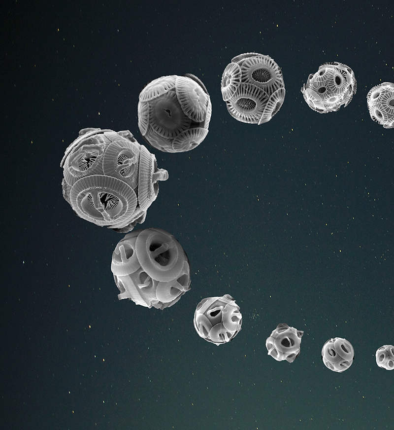 Montage photo : coccolithophores traçant la forme d'une orbite, sur fond étoilé.