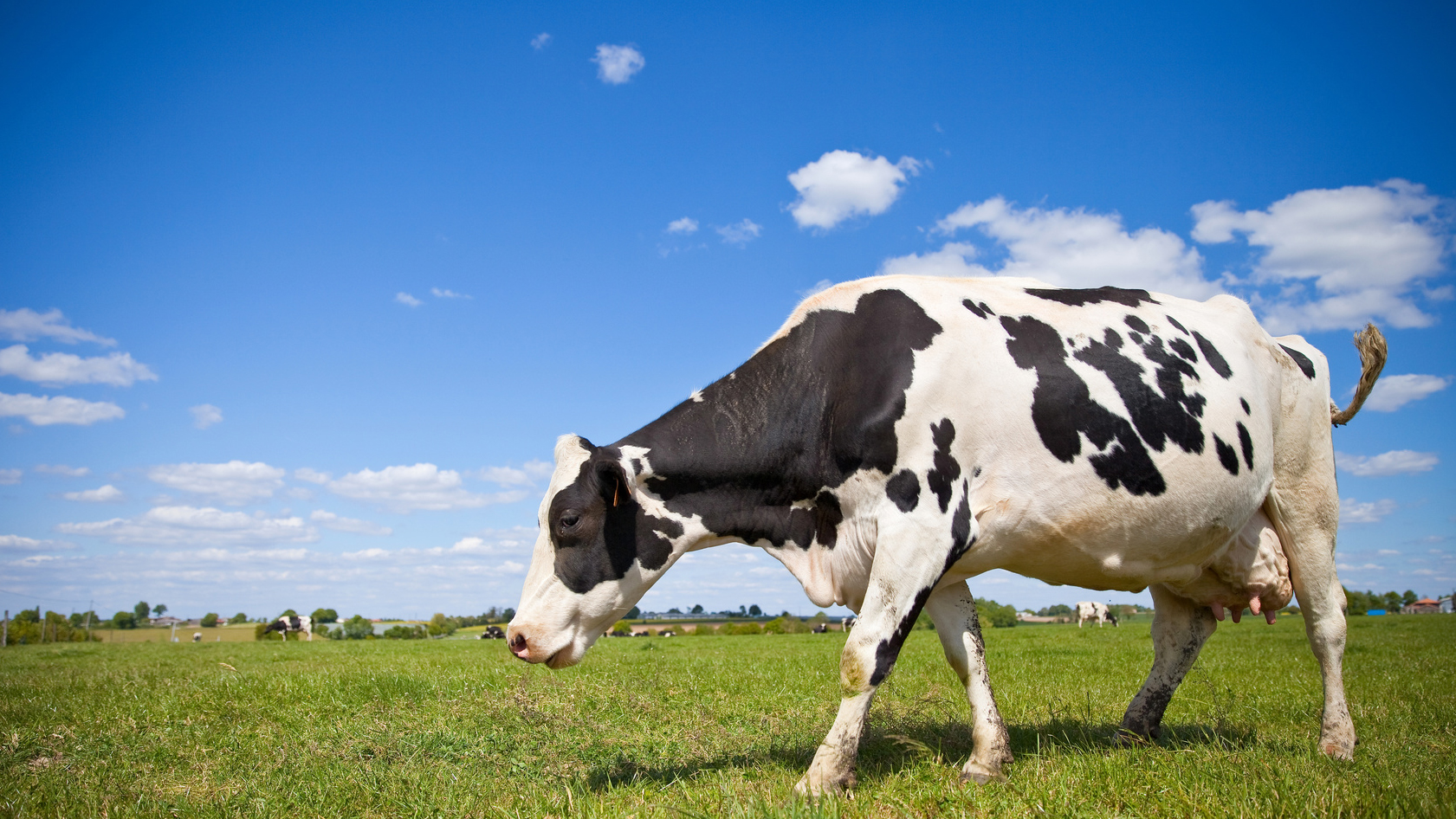 Vache dans un près
