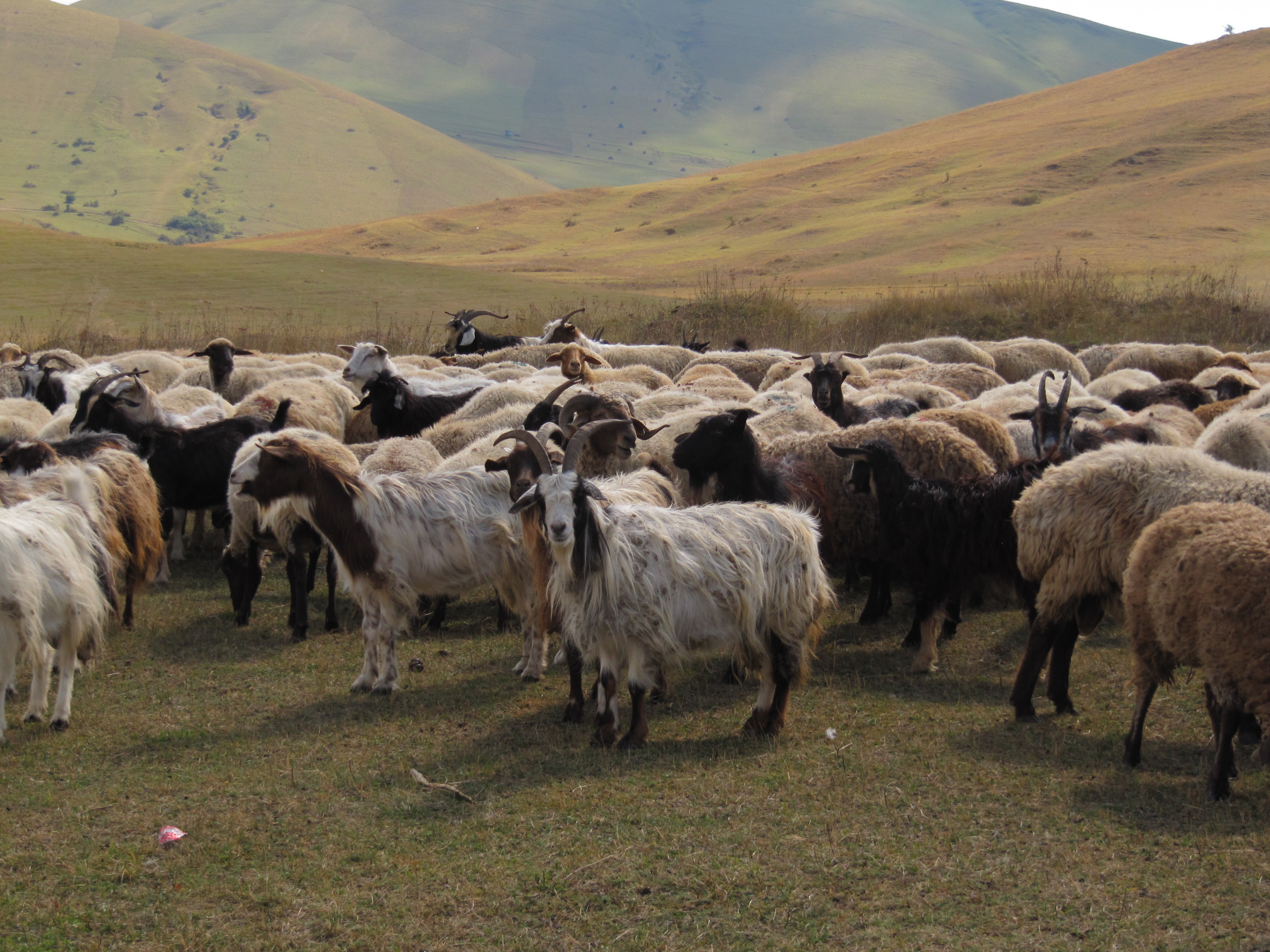 Troupeau de chèvres iraniennes
