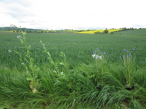 Expérimentation de pollinisation en bordure de parcelle dans l’un des paysages agricoles étudié. Crédit : Annika Hass