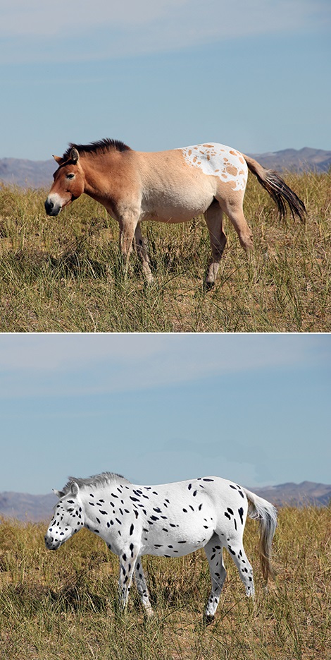 Reconstitution de chevaux de Botai basée sur l'étude génétique. Certains des chevaux se sont révélés porteurs de variants génétiques causant des robes aux motifs blancs ou léopard.