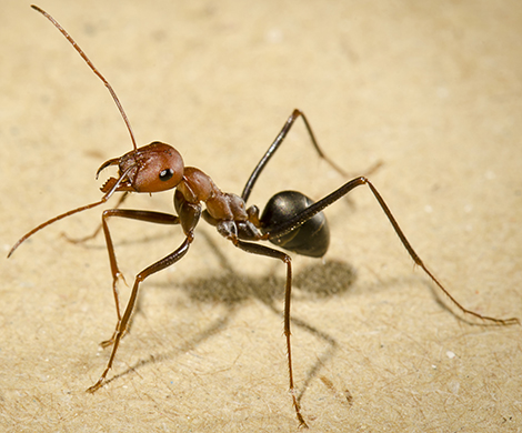 Fourmis