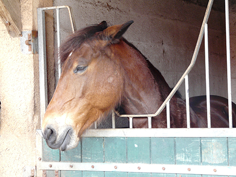 © Martine Hausberger Cheval avec les oreilles vers l'arrière, un indicateur de mal-être potentiel. Dans cette étude, les chevaux étaient déclarés en état de mal-être chronique lorsqu'ils présentaient trois des quatre symptômes suivants : oreilles en arrière plus de la moitié du temps, problèmes vertébraux, anémie, nombre anormalement élevé de globules blancs neutrophiles).
