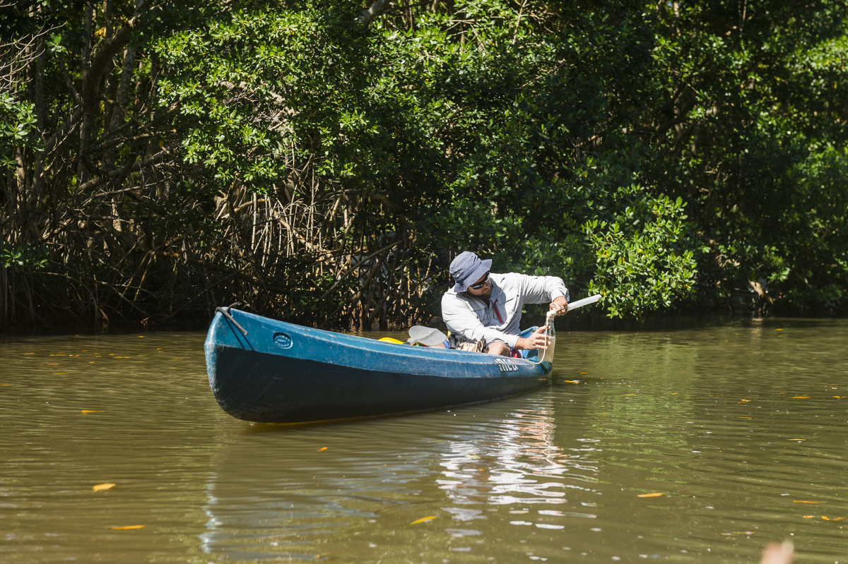 Prélèvement d'eau de la mangrove du Moule, en Guadeloupe