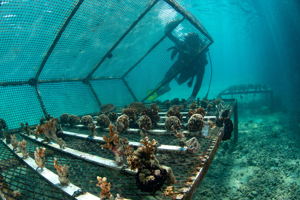 Photo : First coral nursery system used at CRIOBE, Moorea Lagoon.
