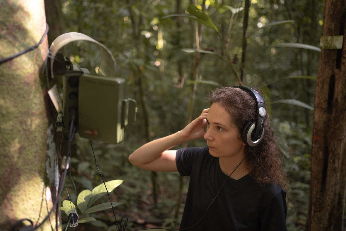 Photo : listening to sounds captured by an acoustic recording device near the Nouragues field station in French Guiana.