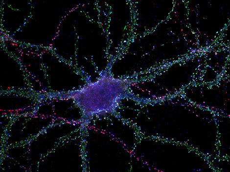 Marquage d'un récepteur de puits d'endocytose