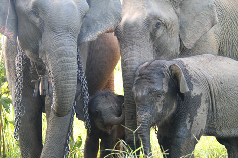Since the opening of the country to the market economy 20 years ago, the intensification of elephants' workload, notably for the timber industry, has heavily affected their reproduction. The elephant's long gestation period (22 months), followed by 2 years weaning, makes reproduction incompatible with work. In addition, the exportation of Lao elephants to neighboring countries for tourism purposes threatens the population survival. Researchers developed a bio-economic model to assess the long-term impact of socio-economic strategies on the viability of the species. This model includes a year-to-year estimate of the elephant population based on demographic data such as age, sex and location that were collected regularly by the Lao department of livestock, as well as fifty interviews focusing on elephant owners breeding practices. Projected over a period of 100 years, this individual-based micro-economic model simulates the elephant owners' decision-making process and raises a major issue: is breeding - the birth of an elephant calf – more profitable than working for the logging or tourism industries? Using several scenarios, scientists show that if current elephant exportation rates do not change, the population will tend to extinction. They also found that the development of a maternity-leave system to compensate the elephant owner's loss of income would remove the economic trade-off between breeding versus working and allow the captive population to depend mostly on wild population dynamics through the mating of captive females with wild males. This study demonstrates the demographic impact of putting a price on a natural resource such as an elephant. Since the last twenty years, elephant owners' management practices have been mostly driven by their financial interests and on the monetary value of these animals. The research also highlights the importance of including both wild and captive populations into conservation policies because of their complex interactions notably through breeding that have been poorl