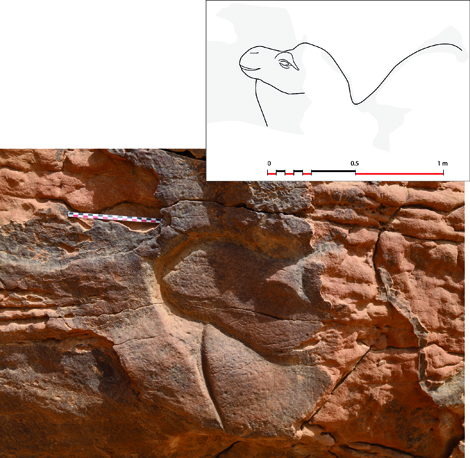 Located in the province of Al Jawf in northwest Saudi Arabia, Camel Site, as it is known, was explored in 2016 and 2017 by a Franco-Saudi research team. The sculptures, some incomplete, were executed on three rocky spurs there. Though natural erosion has partly destroyed some of the works, as well as any traces of tools, the researchers were able to identify a dozen or so reliefs of varying depths representing camelids and equids. The life-sized sculpted animals are depicted without harnessing in a natural setting. One scene in particular is unprecedented: it features a dromedary meeting a donkey, an animal rarely represented in rock art. Some of the works are thus thematically very distinct from the representations often found in this region. Technically, they also differ from those discovered at other Saudi sites—frequently simple engravings of dromedaries without relief—or the sculpted facades of Al Ḩijr (Madâ'in Şâliḩ). In addition, certain Camel Site sculptures on upper rock faces demonstrate indisputable technical skills. Camel Site can now be considered a major showcase of Saudi rock art in a region especially propitious for archaeological discovery. Though the site is hard to date, comparison with a relief at Petra (Jordan) leads the researchers to believe the sculptures were completed in the first centuries BC or AD. Its desert setting and proximity to caravan routes suggest Camel Site—ill suited for permanent settlement—was a stopover where travelers could rest or a site of worship.
