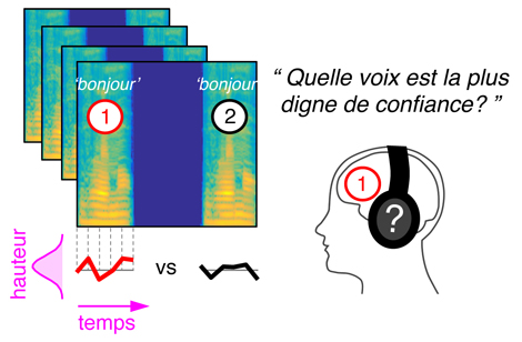 Méthodologie utilisée pour accéder aux « représentations mentales » de l'intonation dans la voix.