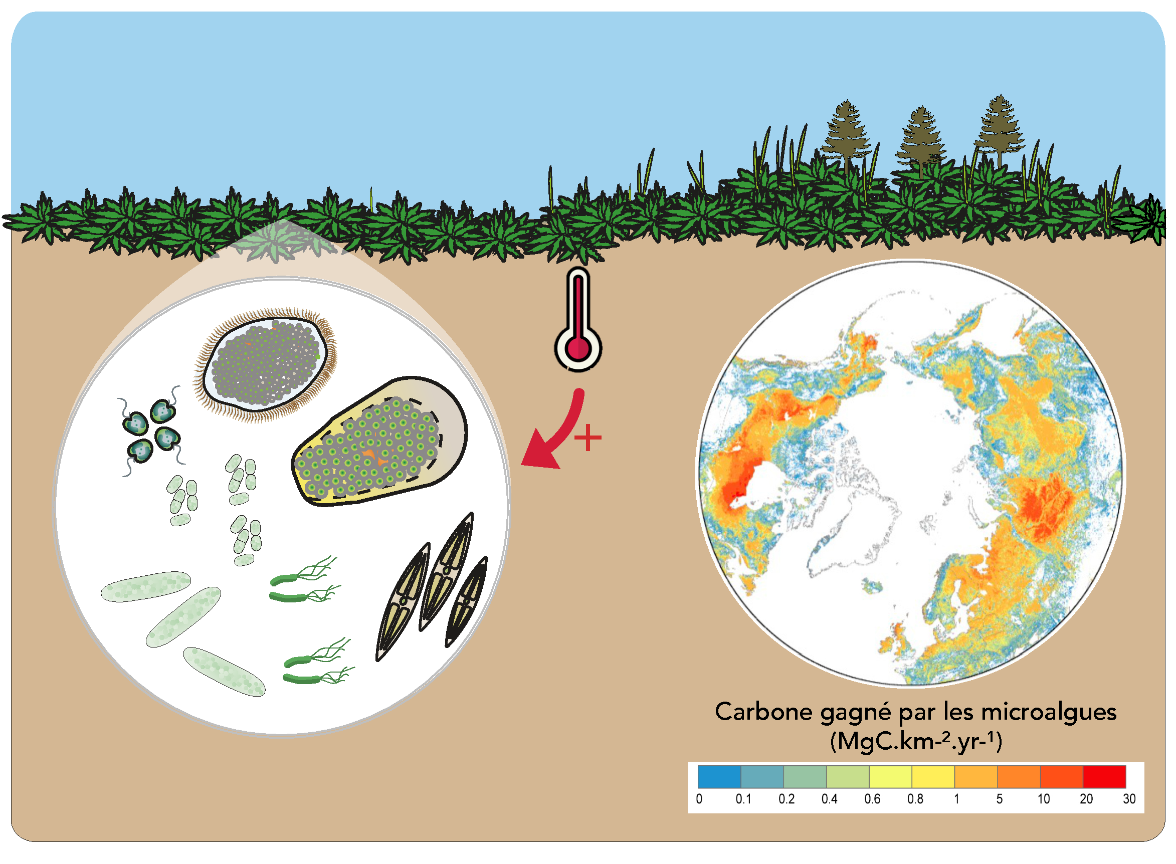 scematic showing how microalgae store carbon coming from the atmosphere