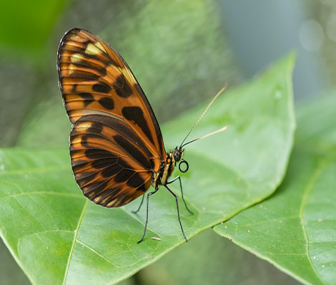 heliconius pardalinus on leaf