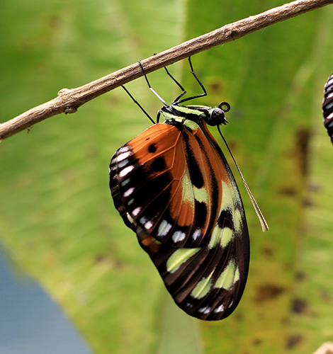 heliconius mumata forme silvana