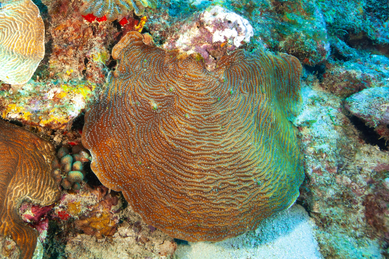 Agaricia lamarcki, l'une des trois espèces découvertes dans le grand port de la Martinique
