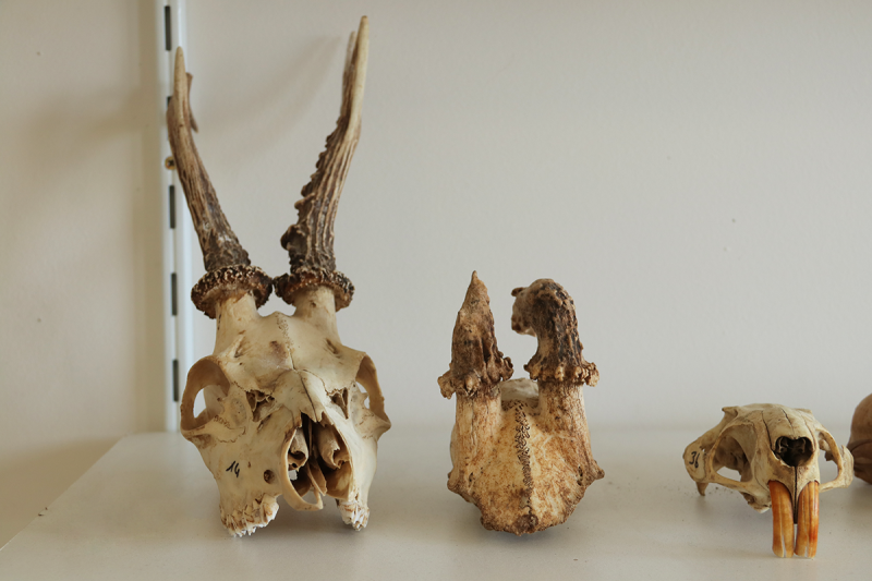 Des squelettes animaux au laboratoire Artehis
