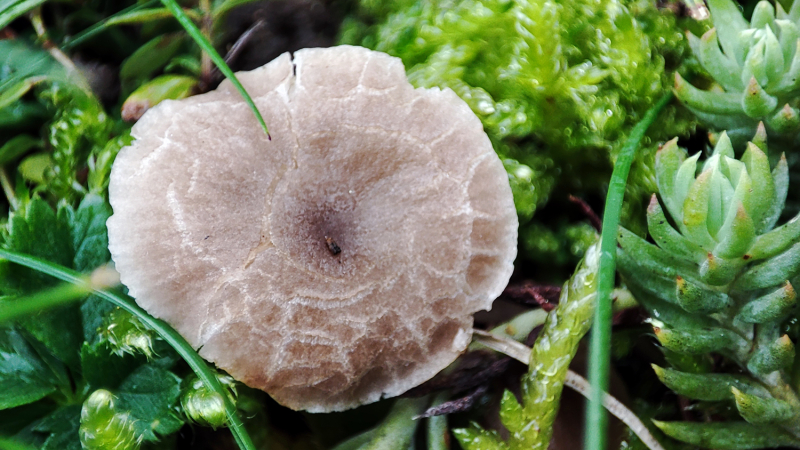 ‘Dermoloma’ fungus on the CNRS campus in Orléans (Loiret)