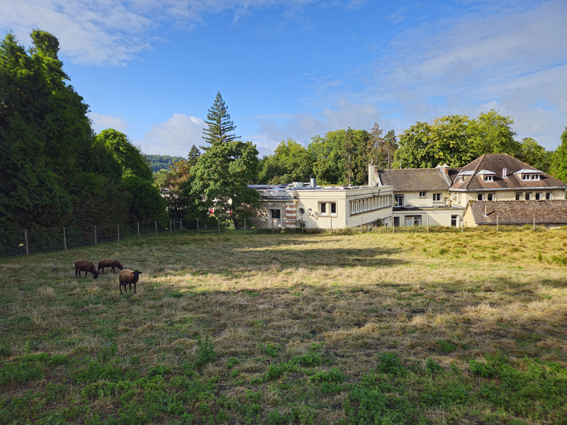 Eco-grazing on the CNRS campus in Gif-sur-Yvette