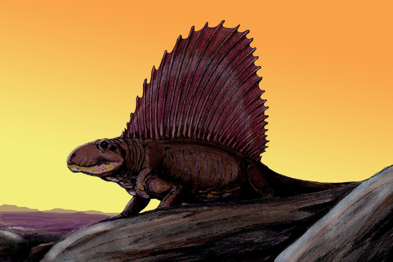 illustration d'un dimetrodon