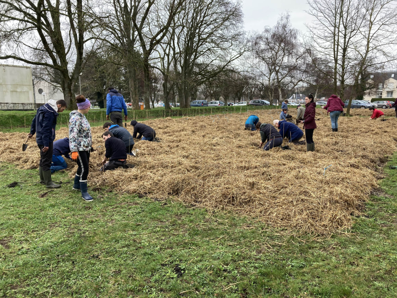 Plantation d'arbres devant le laboratoire Morphodynamique continentale et côtière, à Caen.