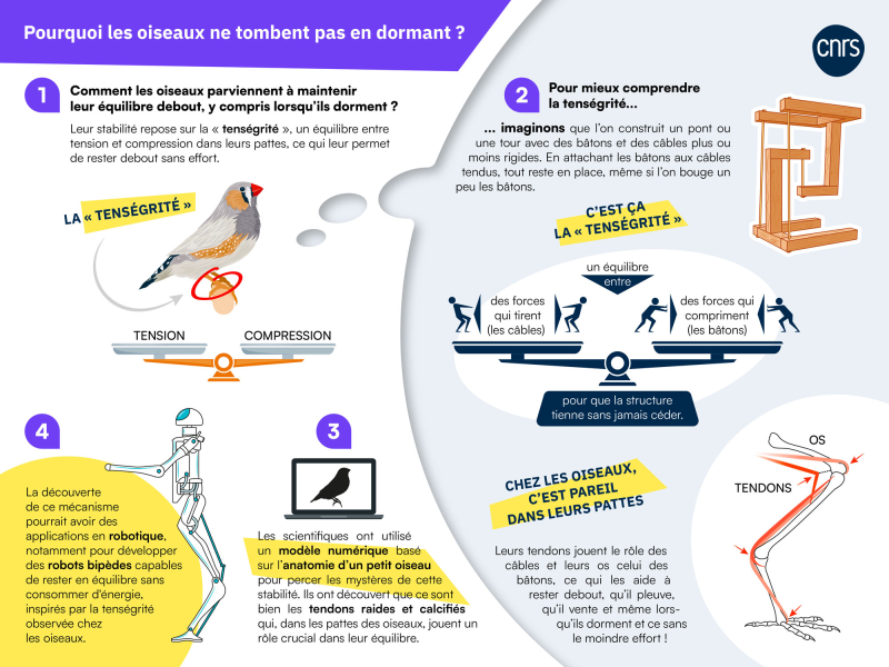 infographie complète tenségrité