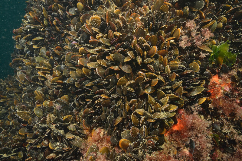 Une colonie de moules communes.