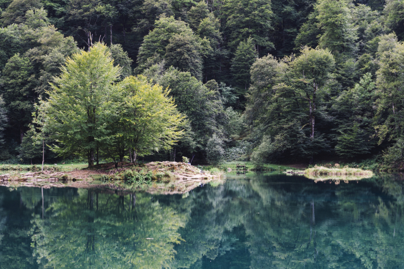 Paysage avec un lac et une forêt en arrière-plan