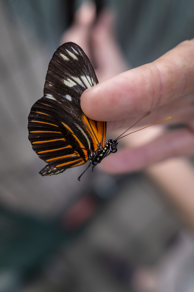 Détail d'une main tenant délicatement un papillon noir et orange