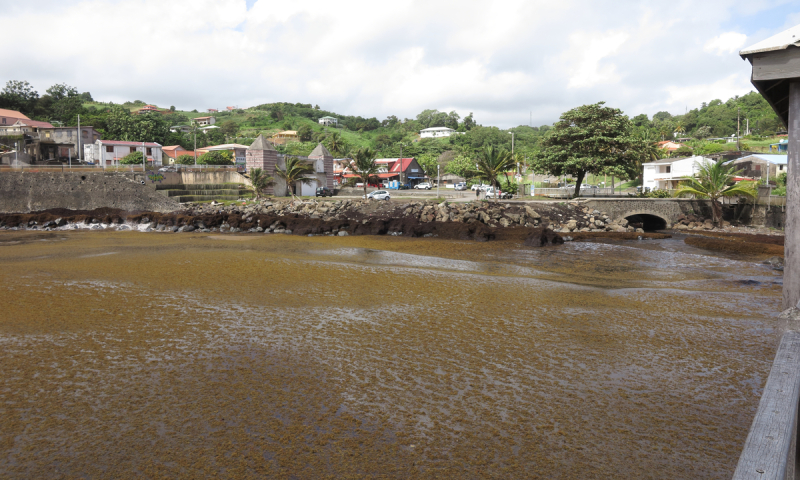 Littoral recouvert d'algues sargasses