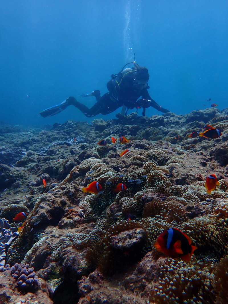 A researcher examining a colony of Amphiprion frenatus, a tropical fish species