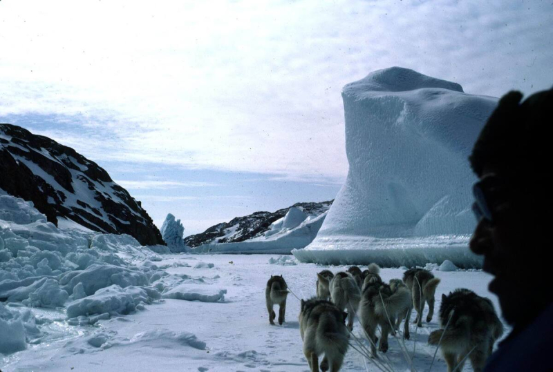An Inuit hunter and his dogsled in Greenland