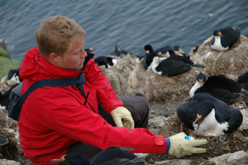 Marquage au nid d'un cormoran de Kerguelen, "Phalacrocorax verrocosus", dans la colonie de Sourcil noir