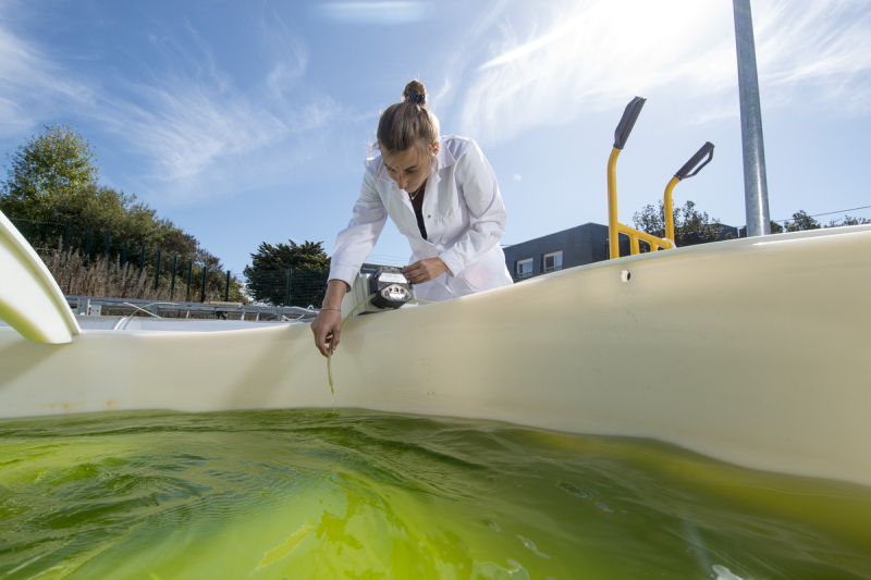 Une femme met en culture expérimentale des microalgues Nannochloropsis dans un bassin extérieur Raceway