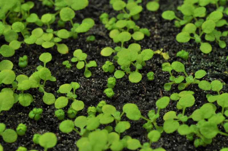 Mutants nains d'arabette des dames issus de la technique CRISPR-Cas9