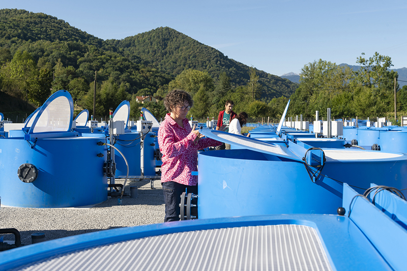 Mésocosmes de la plateforme lentique principale du métatron aquatique
