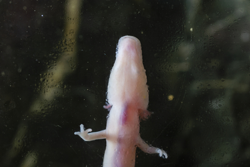 Protée anguillard, "Proteus anguinus", dans le laboratoire souterrain de la Sete