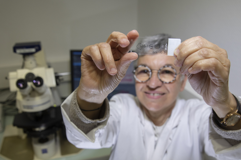 A scientist prepares slides for microscopic observation of truncated alfalfa roots.