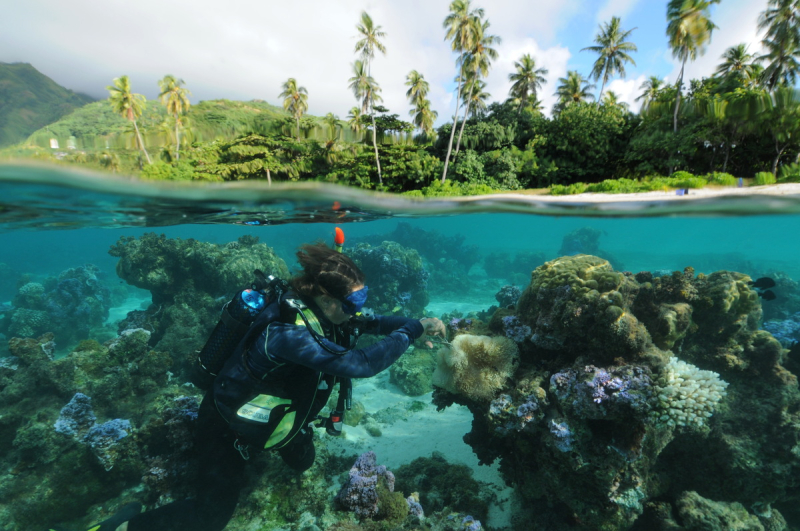 Un plongeur scientifique prélève un tentacule sur des anémones blanchies par l’élévation de la température de l’océan à Moorea, en Polynésie française