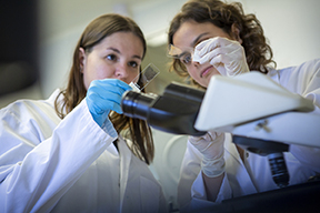 Two young scientists prepare a blood smear on a glass slide to monitor malaria parasites