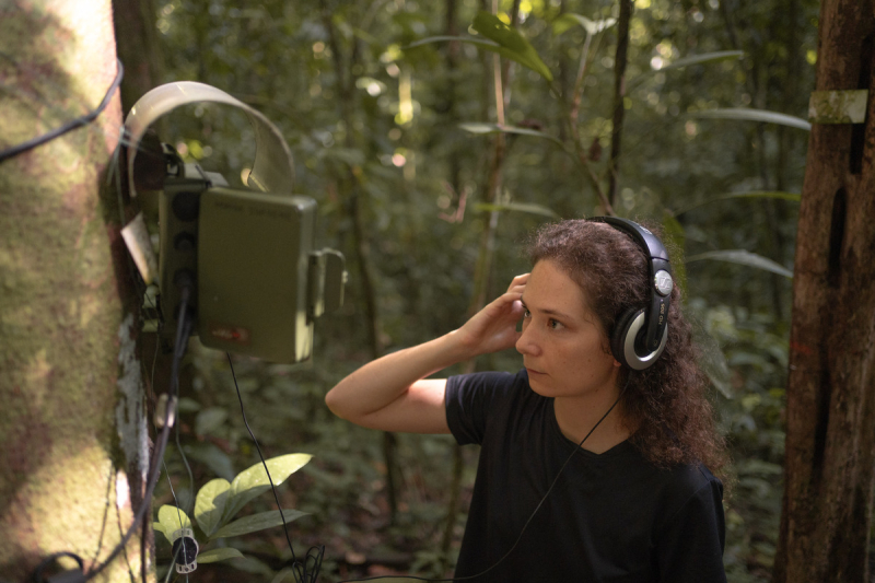 A scientist listens to sounds captured by an acoustic recorder near the Nouragues station in French Guiana.