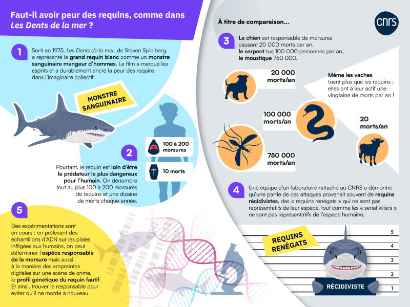 Infographie "faut-il avoir peur des requins ?"