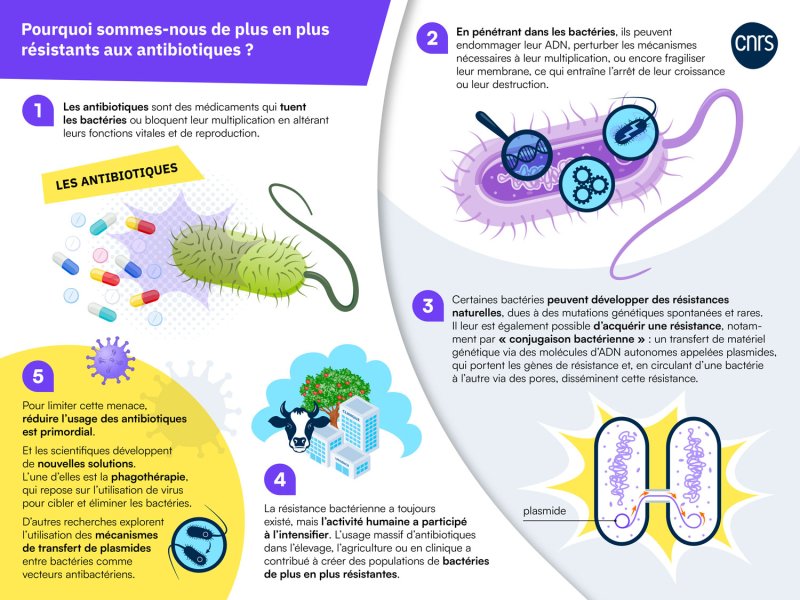 Infographie "pourquoi sommes nous de plus en plus résistants aux antibiotiques ?"