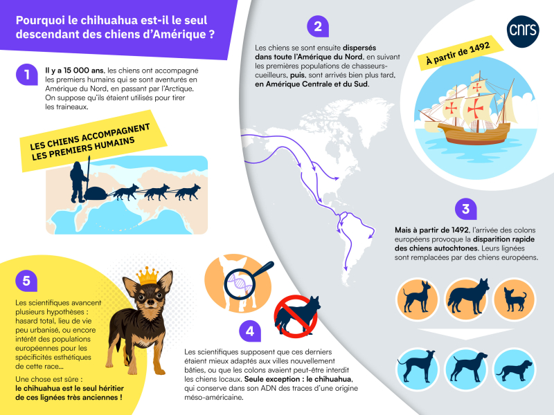 Infographie sur les origines du chihuahua