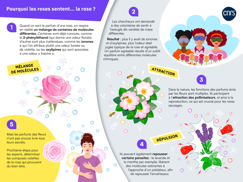 Infographie dessinée qui explique l'origine du parfum des roses