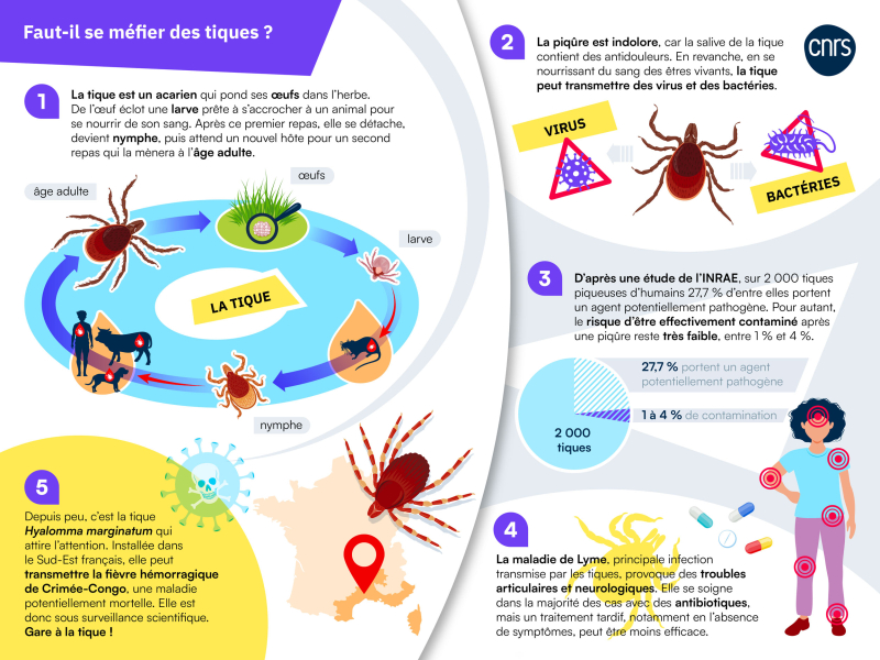 infographie sur les tiques