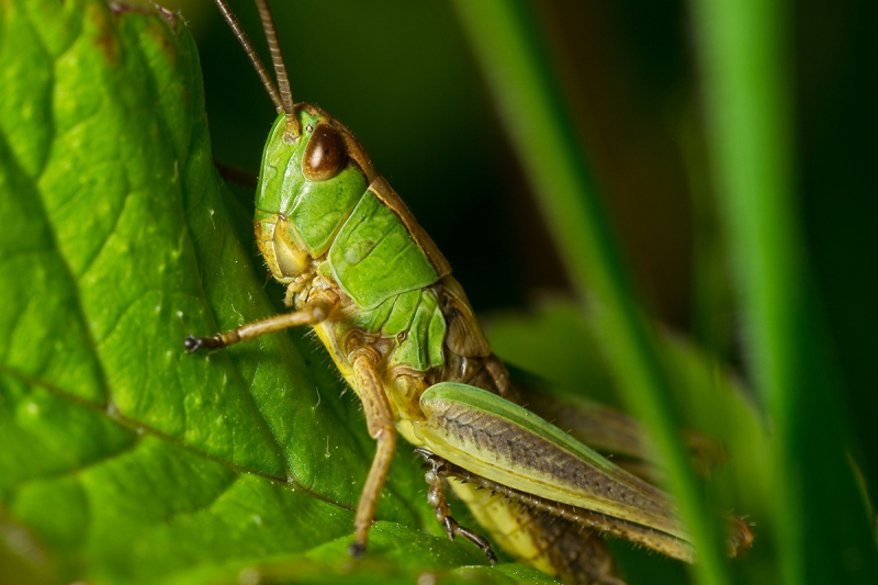 Comme quantité d'insectes, les sauterelles sont sur le déclin