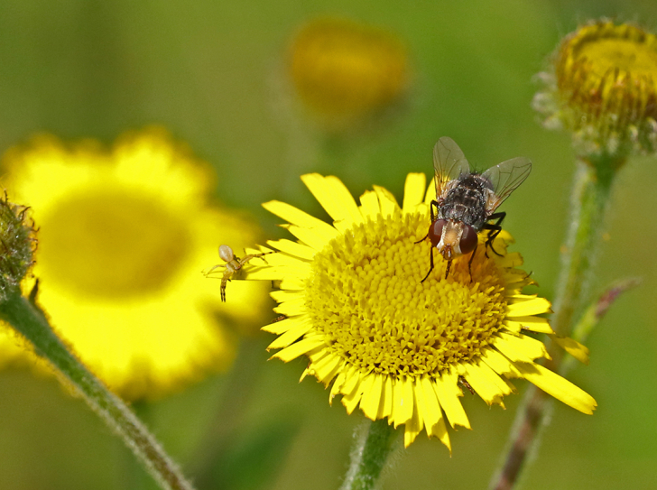Insectes et plantes forment les clefs des écosystèmes