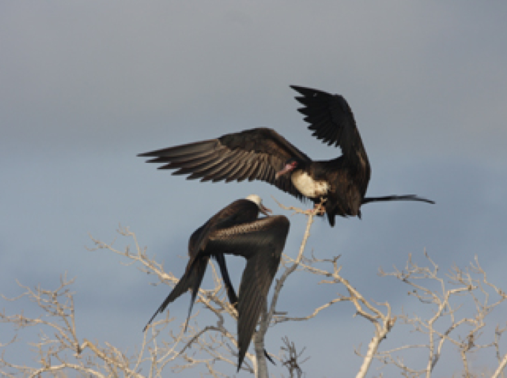 Frigate birds : never touching down