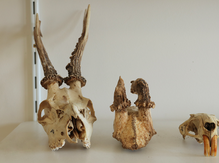 Des squelettes animaux au laboratoire Artehis