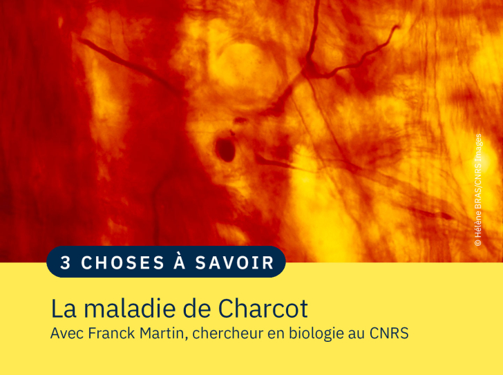 Motoneurone coloré intracellulairement